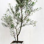 Noble house makes fine furniture for any home or office, always at affordable prices. Noble House Deign Noblehousedecor Profile Pinterest