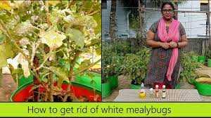 Pin By Rehoboth Organic Farms On Gardening In 2021 Terrace Garden Home And Garden Organic Pesticide