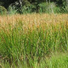 Image result for Salacia erecta