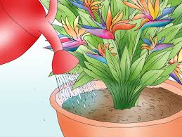 Bird Of Paradise Propagation Pin On Container Gardening