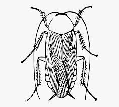 Asked apr 2, 2020 in science . Newest For Cockroach Drawing Png Barnes Family