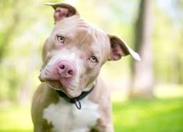 We work hard to bring you the very best puppies in puppy supplies, grooming, and much more our relationship with you doesn't end when you purchase a puppy to take home. 8 Things Animal Shelters Want You To Know About Pit Bull Dogs Petmd