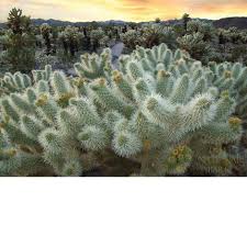Joshua tree national park can be accessed by three entrances: Hobby Works Joshua Tree National Park Cholla Cactus Garden