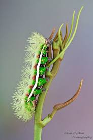 Black And Orange Caterpillar With White Spikes Silk Moth Caterpillar Moth Caterpillar Caterpillar Moth