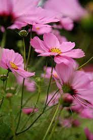 Cosmos Blowing In The Wind Growing Flowers Beautiful Flowers Cosmos Flowers