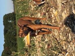 Both medium size mix breedsmale > jack russell x mastiff mixfemale > rhodesian ridgeback x beagle mixpuppies 8 weeks old:6 puppies for. Rhodesian Ridgeback Mix Mischling Rhodesianridgeback De