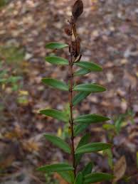 Image result for Triaspis hypericoides