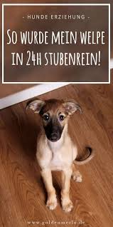 So Wurde Mein Welpe In 24 Stunden Stubenrein Die Erziehung Eines Hundewelpen Zur Stubenreinheit Ist Nicht Immer Einfach Mit D Hundetricks Welpen Hunde Welpen
