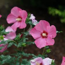 Image result for Hibiscus pusillus