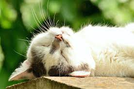 Why Does My Cat Snore Our Vet Answers Excited Cats