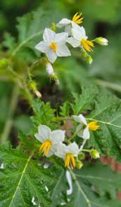 Image result for Solanum campylacanthum 'panduriforme type'