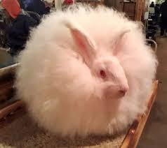 If you nurture it well, it will bond with you very well. Angora Rabbit Breed Profiles