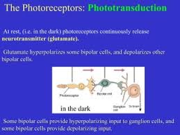 Perception Lecture Notes: Retinal Ganglion Cells