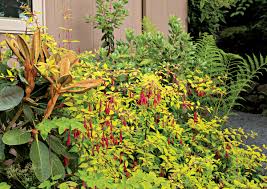 Sep 18, 2020 · lungwort is as attractive as it is deer resistant. A Deer Proof Garden Design For Dry Shade Finegardening