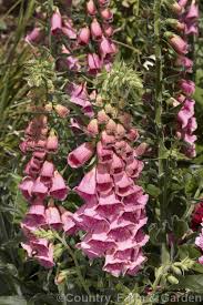 Digitalis Mertonensis Photo In 2020 Photo Large Flowers Flowers