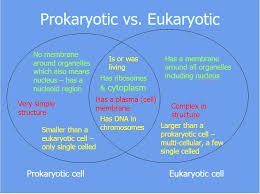 They differ in terms of cellular structures, body forms, habitat, modes of reproduction, cellular metabolism, and many others. Prokaryote Vs Eukaryote Plant And Animal Cells Kathy Egbert Library Formative