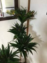 観葉植物の葉っぱが黒くなってきてしまいました 治す方法ありま Yahoo 知恵袋