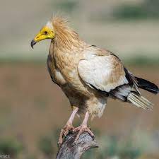 It is a striking raptor when seen soaring on thermals. Egyptian Vulture Facts Diet Habitat Pictures On Animalia Bio