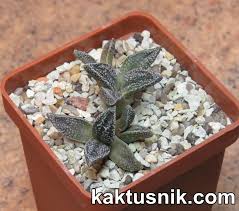 Image result for Nananthus margaritiferus