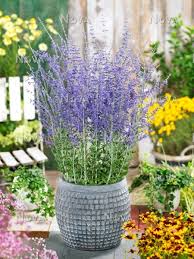 Perovskia blue spire is a much taller plant than its aromatic relatives such as sage or lavender. Perovskia Mediendatenbank