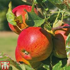 When planting them, good soil preparation is vital, especially if you want your tree to give you years of enjoyment. Apple Braeburn Bare Root Fruit Tree Opa Opticad Com