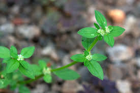 Image result for Spermacoce latituba