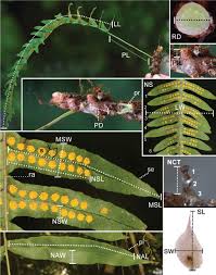 Image result for Sericanthe sp. A (Nyanga taxon)