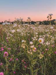 See more ideas about flower aesthetic, aesthetic wallpapers, flowers. Summer Nature Aesthetic Flower Field Wild Flower Meadow