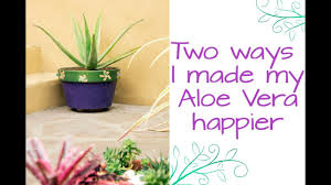 Große auswahl, toller service, superschneller versand. Two Ways I Made My Aloe Vera A Whole Lot Happier Joy Us Garden Youtube