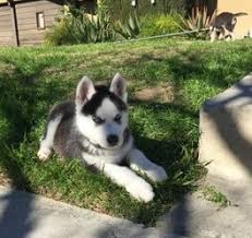 These fluffy, playful siberian husky puppies are a versatile working class spitz breed which makes a great family pet! 11 Weeks Old Siberian Husky Puppies Tallahassee Fl Free Classifieds In Usa