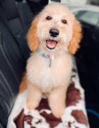 Hi all! Dreamboat Annie is about 2-1/2, and has an On/Off switch that only  she controls. 😆