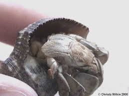 In short, don't do what i did as a kid. The Molting Miracle