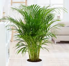 Since the plant is nonpoisonous, it's a great option for homes with children and pets.1 x research source as an added bonus, areca palms help clean the air in your home!2. How To Treat Areca Palms Leaves Which Have Turned Yellow