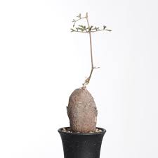 Image result for Cyphostemma montanum