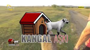 Kangal Fiyatlari Kangal Aski Ciftci Tv Youtube