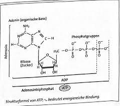 Atp atp naturstoffe interaktiv strukturformel adenosin. Atp Und Energetische Kopplung Flashcards Quizlet