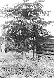 However, there is limited extent under commercial scale and this extent is. Papaya