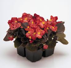 Image result for begonia semperflorens
