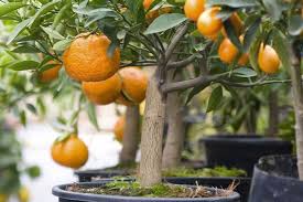 Protection from cold drafts, harsh winters, and snow is required while growing the plant outdoors. Planting Citrus Trees How To Plant Lemon Lime And Orange Trees Explore Property