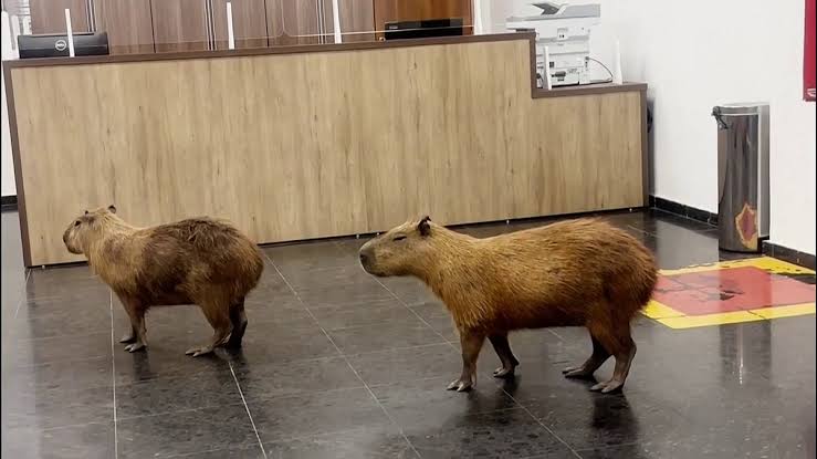 A group of capybaras wandering through the halls of a Brazilian government building during a voting session.