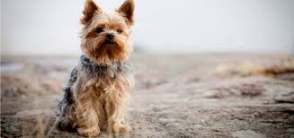Maybe you would like to learn more about one of these? The Yorkie Coat Facts Care Grooming Haircut Styles Playbarkrun