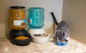 Check spelling or type a new query. How To Set Up A Diy Cat Food Station