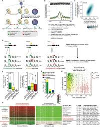 See full list on verywellhealth.com Single Cell Multi Omics Sequencing Of Mouse Early Embryos And Embryonic Stem Cells Cell Research