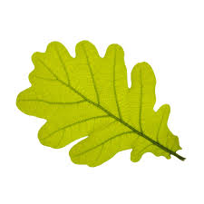 Oak leaf images clip art. Oak Leaves Clipart Clip Art Bay