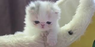 #fluffy marshmallows #you're pretty cool btw #i swear to god if the fluffy marshmallow tag is really active #fluffy marshmallow #just in. Marshmallow The Fluffy Kitten Lovecats World