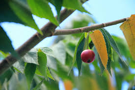 Lemons, limes, grapefruit, and most other kinds of citrus fruit will work as well. Strawberry Cotton Candy Tree Muntingia Calabura Live Fast Growing Fruit Tree Plant In 4 Pot Buy Online In Antigua And Barbuda At Antigua Desertcart Com Productid 76445105