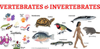 Jan 05, 2021 · trivia quiz vertebrates represent jawless fish, jawed vertebrates, sharks, rays, ratfish, tetrapods, amphibians, reptiles, birds, and mammals. Vertebrates And Invertebrates Questions Trivia Quiz Proprofs Quiz