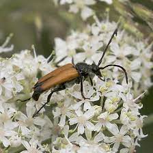 Pin On Nature News From Dorset