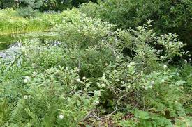Image result for Cephalanthus