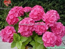 Kết quả hình ảnh cho cẩm tú cầu nhiều màu